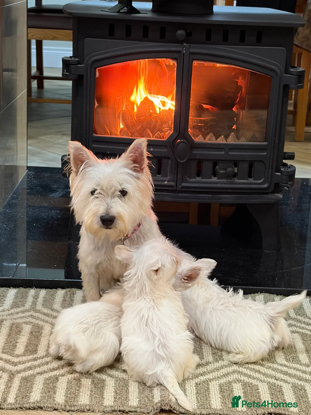 West Highland Terrier dogs for sale: West Highland Terrier puppies.  - Advert 4