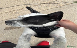 Mixed Breed dogs for adoption: Cute Hunor looking for LOVE - Image 15
