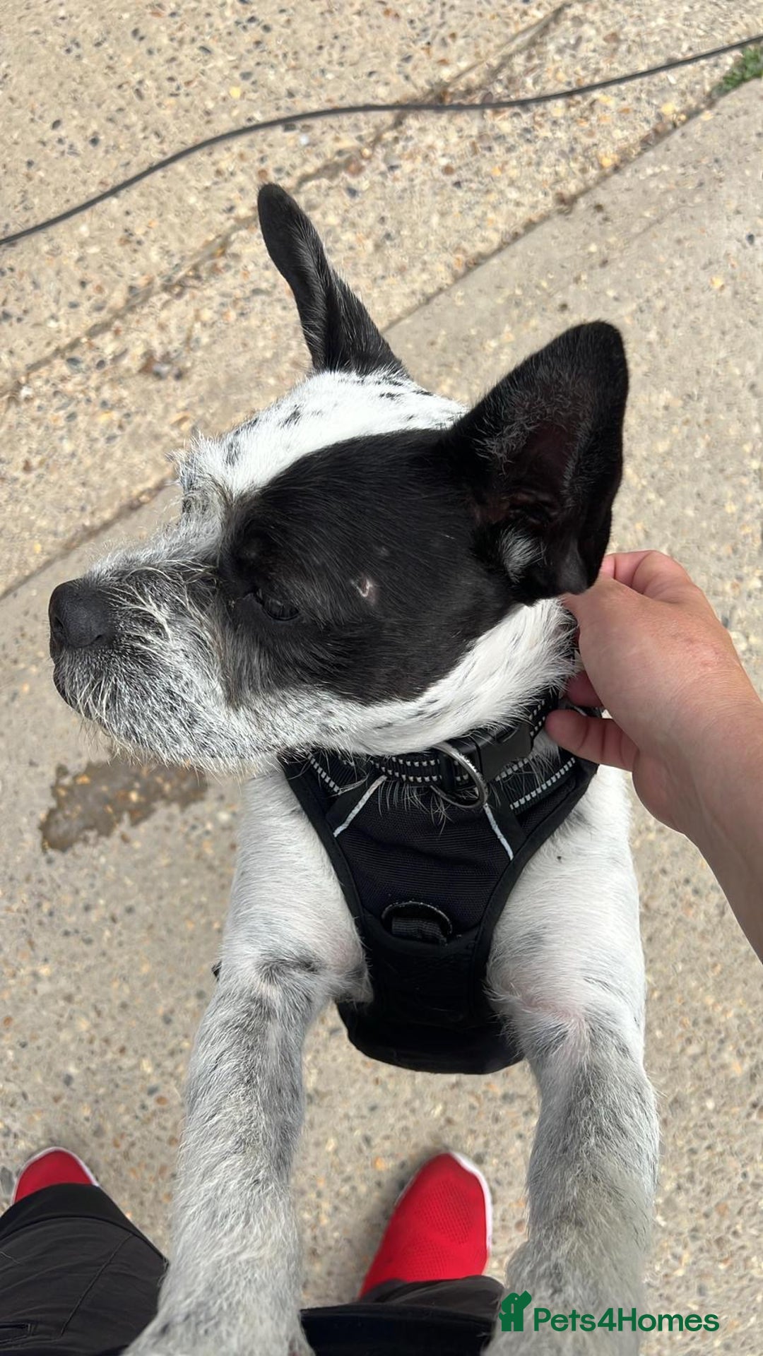 Mixed Breed dogs for adoption: Cute Hunor looking for LOVE - Image 15