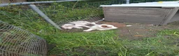 Border Collie dogs for sale: Border collie pups for sale in Bishop Auckland - Advert 11