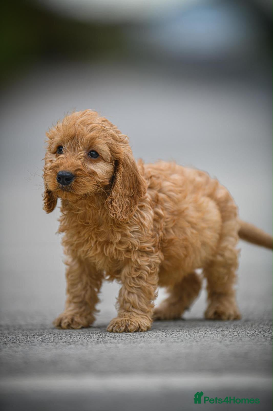 Cavapoo dogs for sale: Adorable cavapoo puppies - Advert 2