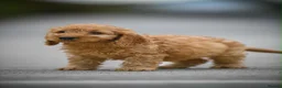 Cavapoo dogs for sale: Adorable cavapoo puppies - Advert 1