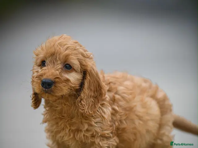 Cavapoo dogs for sale: Adorable cavapoo puppies - Advert 2