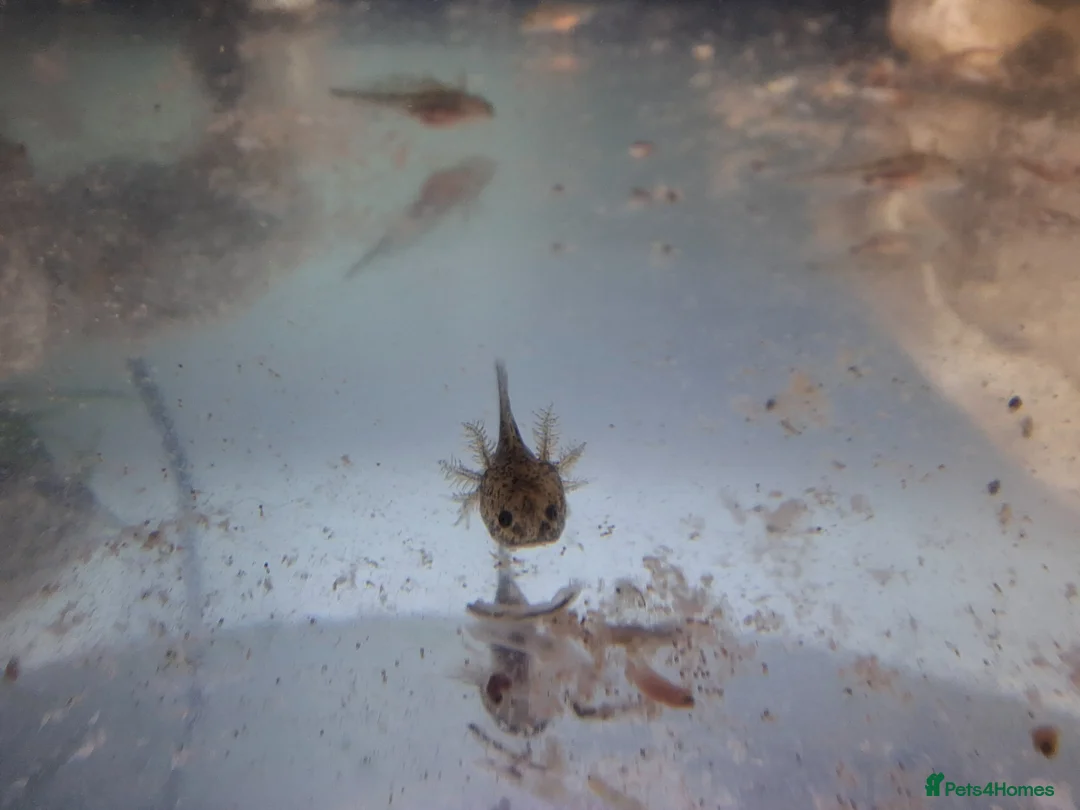 Other/Mixed Breed fish for sale: Baby axolotl  - Advert 2