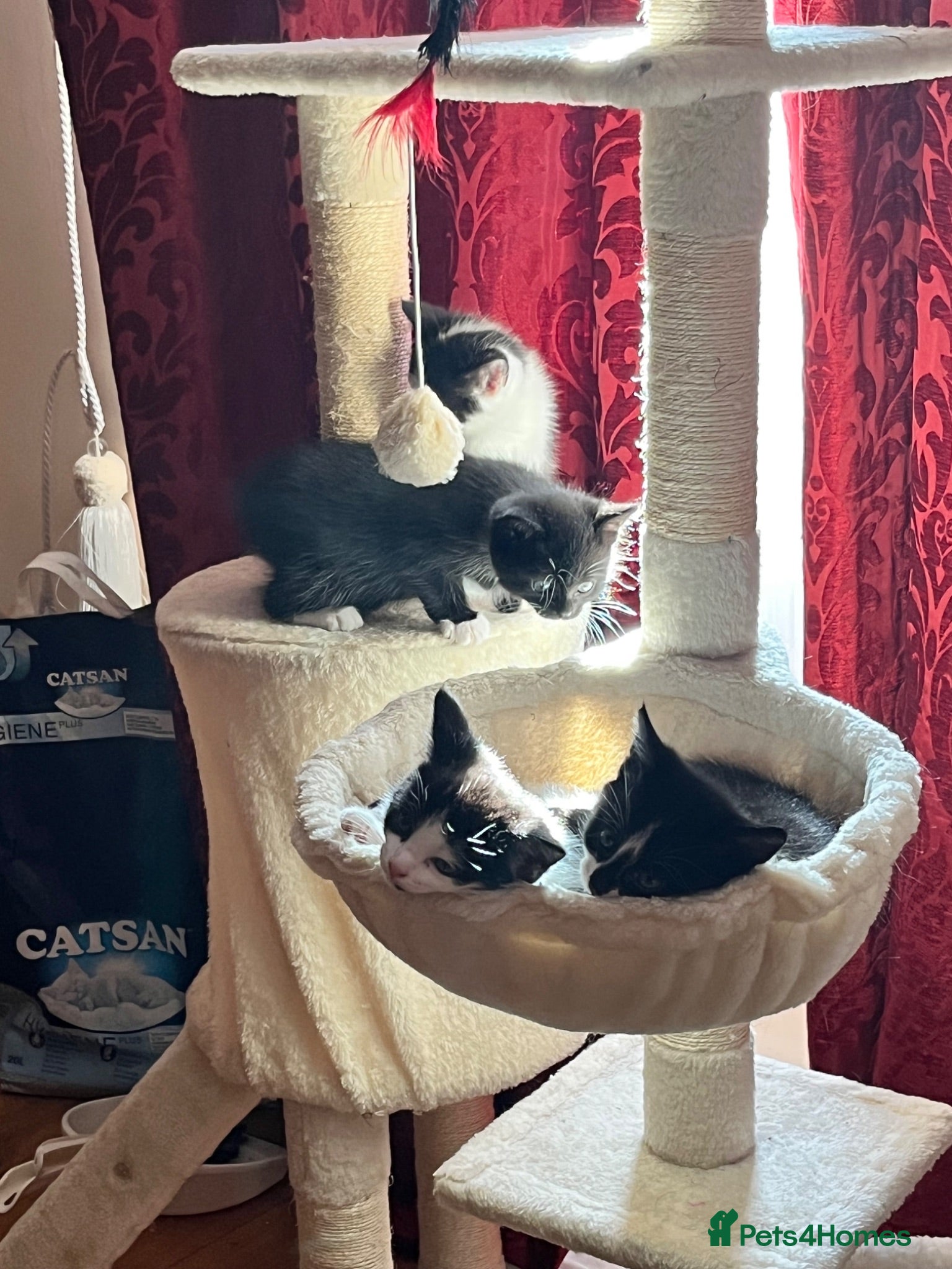 Mixed Breed cats Gorgeous litter of kittens - Advert 20