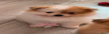 Pomeranian 3