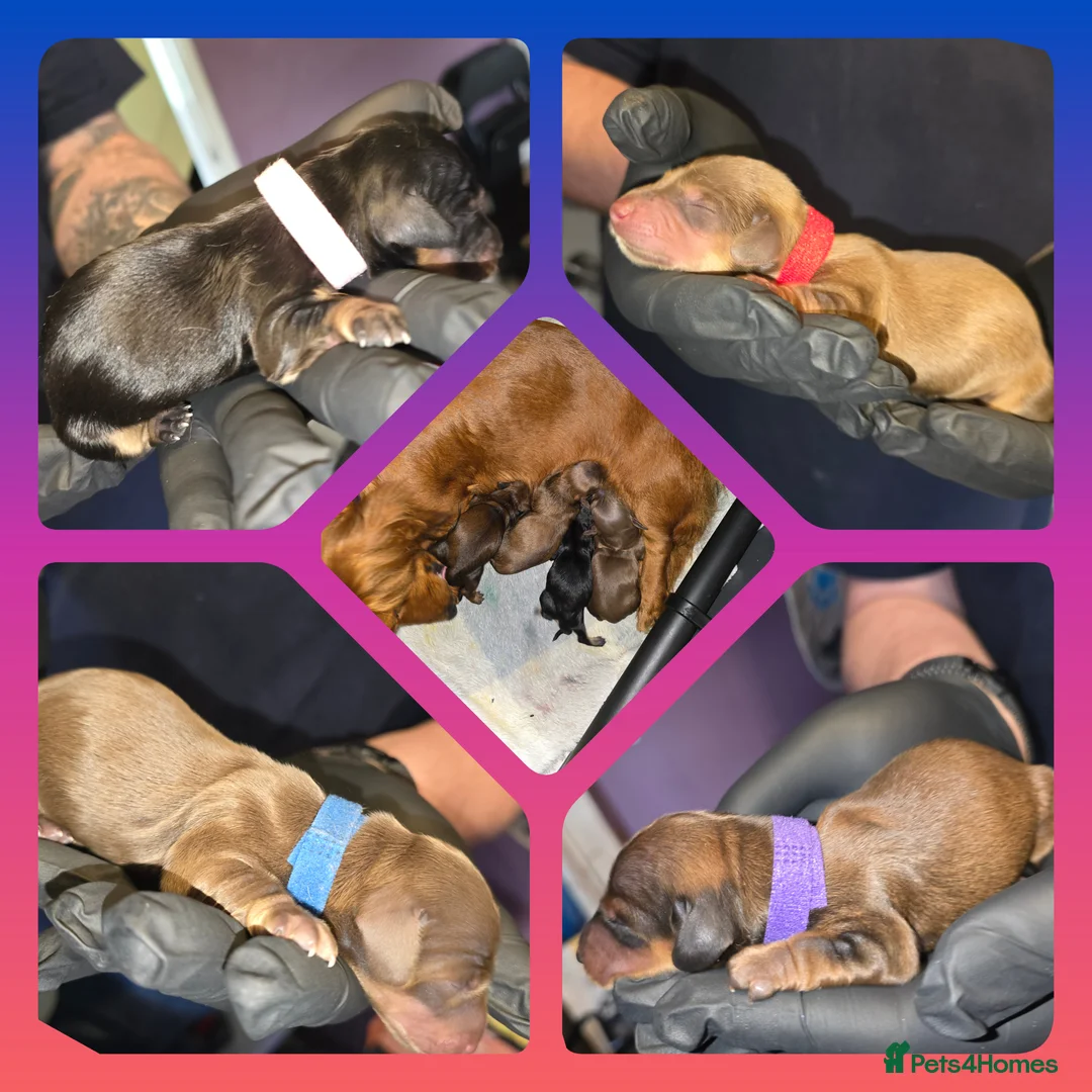Miniature Dachshund dogs for sale: Longhaired Miniature Dachshunds  - Advert 1