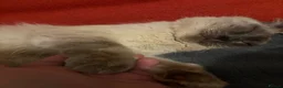 Ragdoll cats for sale: Loki updated  - Advert 11
