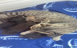 Mixed Breed cats for sale: Scottish fold mixed breed - Image 2