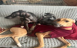 Mixed Breed dogs for sale: Saluki x lurcher/whippet puppies - Image 8