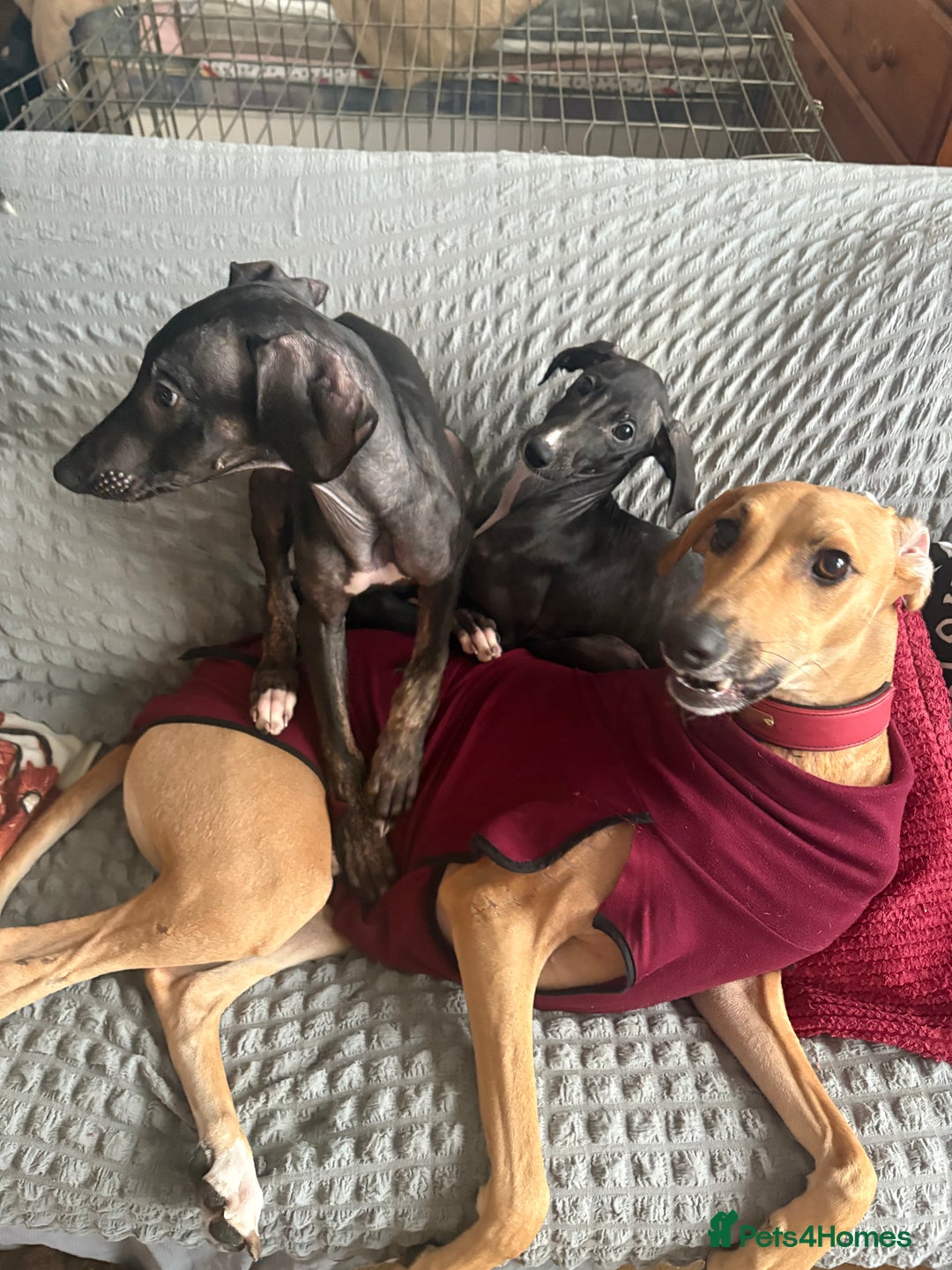 Mixed Breed dogs for sale: Saluki x lurcher/whippet puppies - Image 8