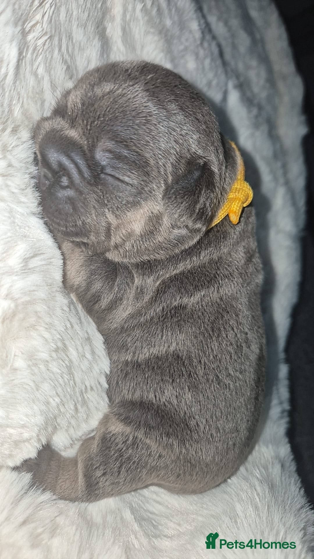 French Bulldog dogs for sale: French bulldog puppies  - Image 8