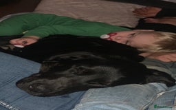 Mixed Breed dogs for sale: Loki  - Image 1