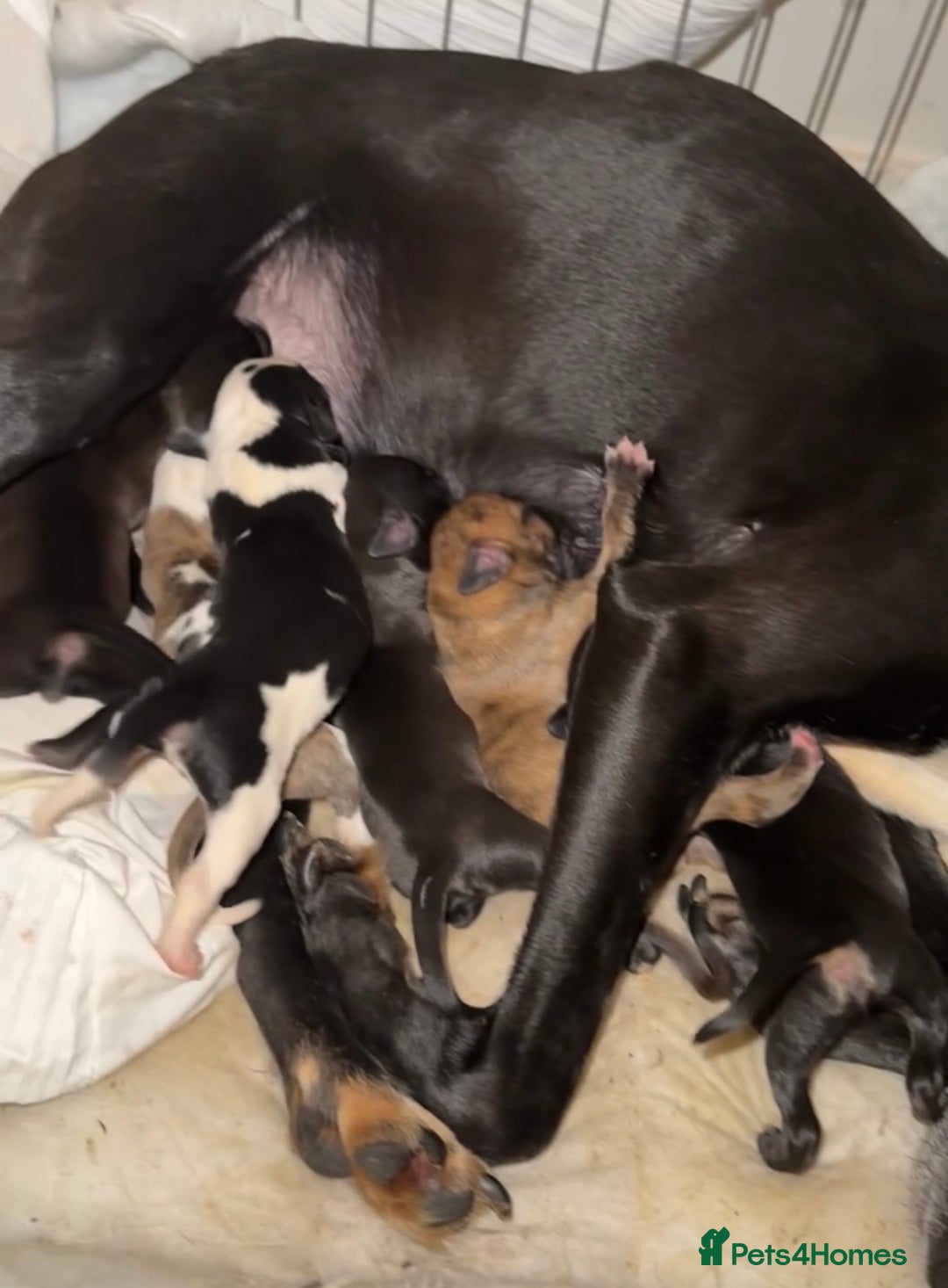 Mixed Breed dogs for sale: Staffordshire Bull Terrier x Whippet Pup - Advert 4