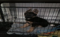 German Shepherd dogs for sale: 9 week old german shepard - Image 5