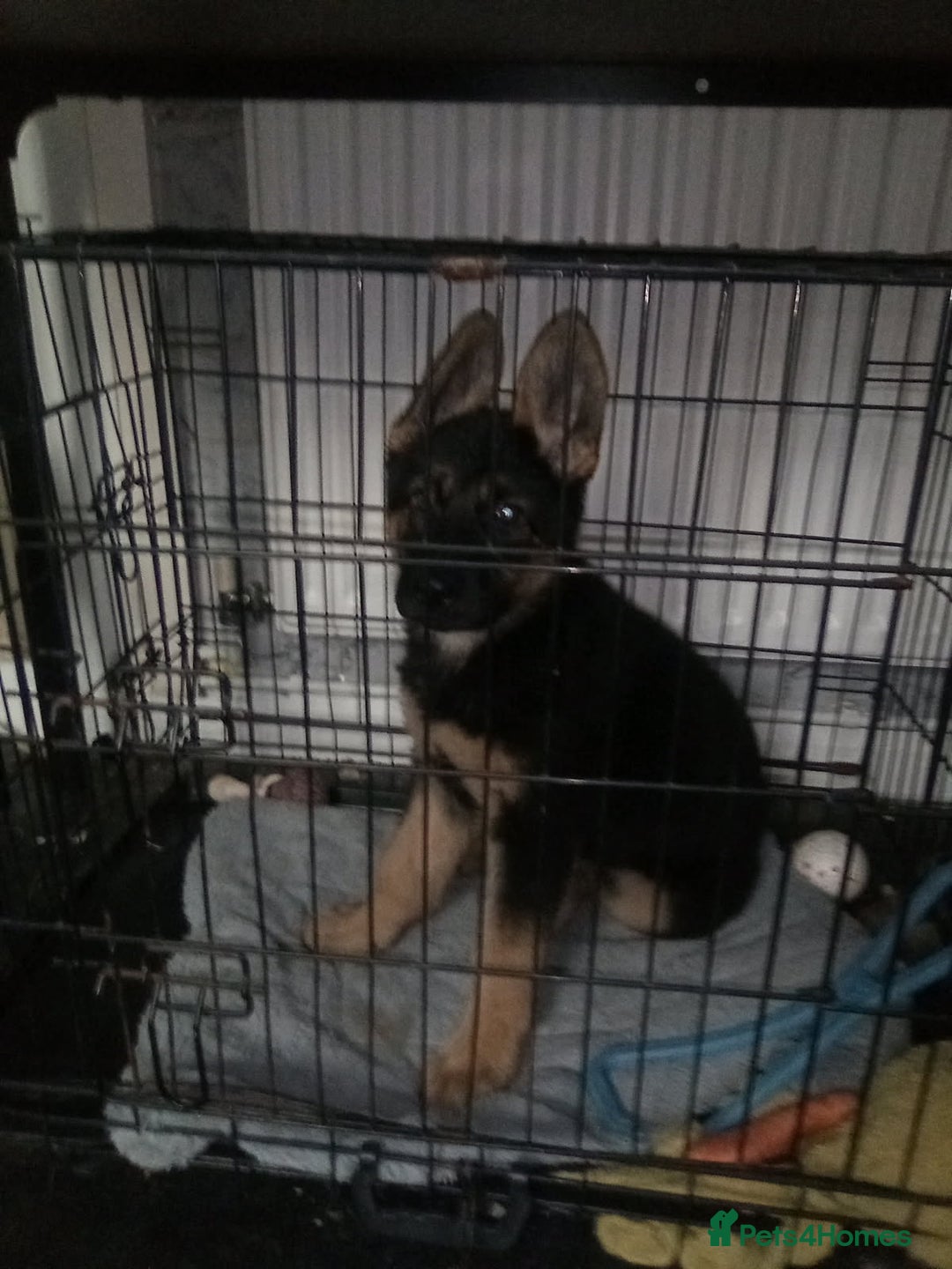 German Shepherd dogs for sale: 9 week old german shepard - Image 5