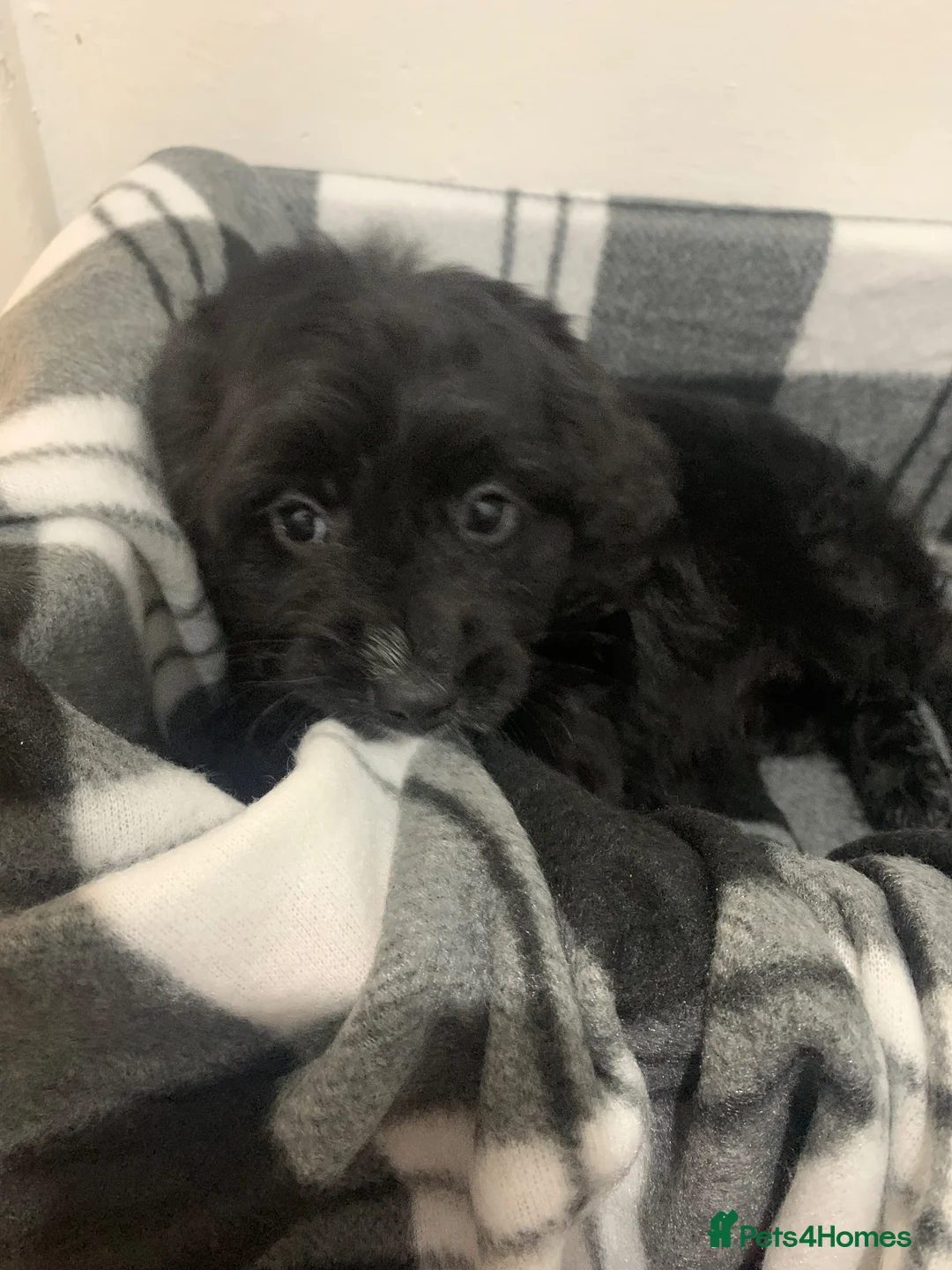 Cockapoo dogs for sale: Beautiful F1 cockerpoo READY NOW, 3 LEFT  - Advert 11