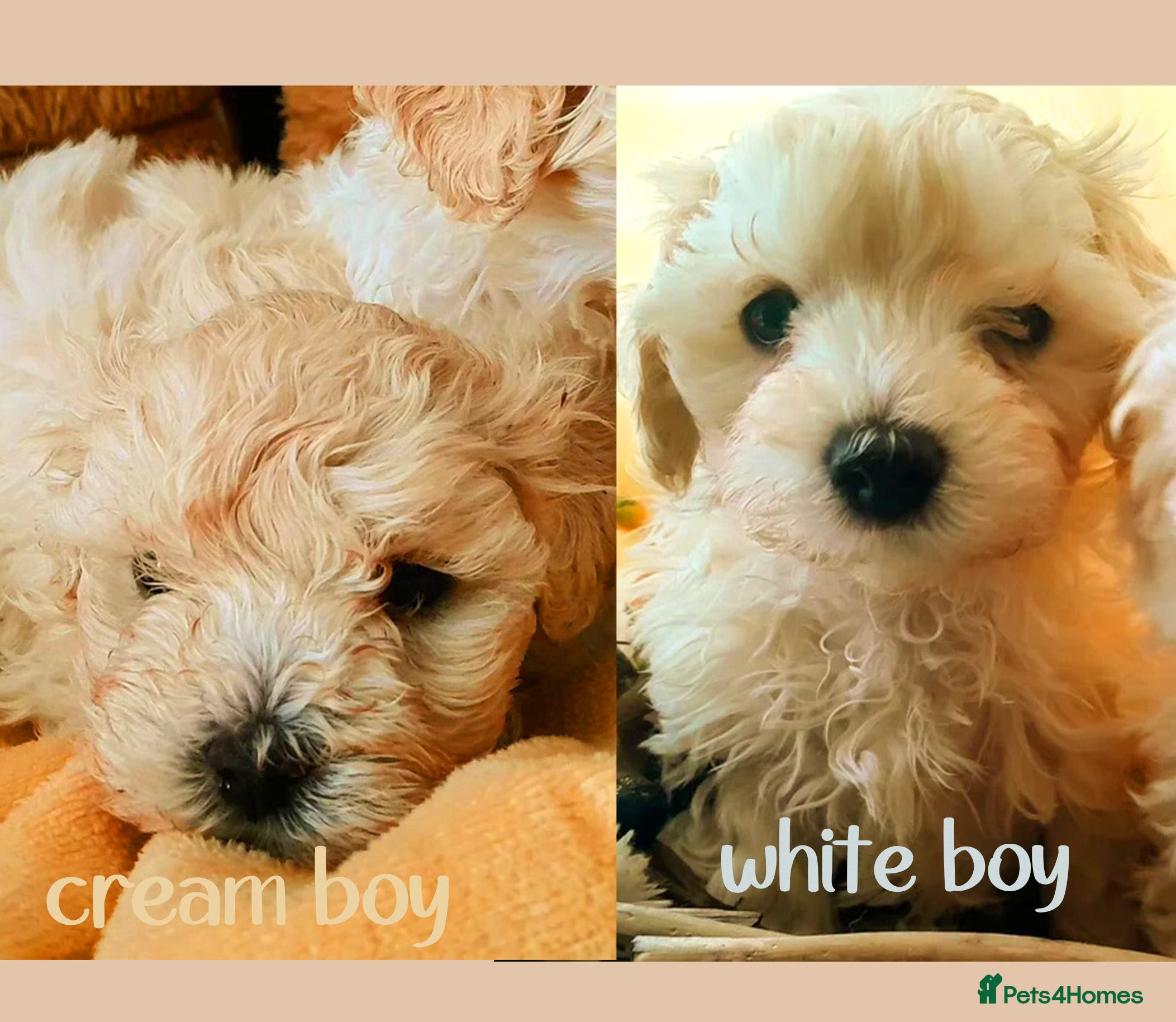 Maltipoo dogs  HEALTH TESTED F1 TOY MALTIPOO READY FOR NEW HOME  - Advert 6