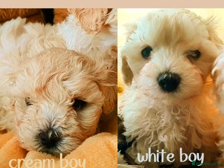 Maltipoo dogs F1 HEALTH TESTED QUALITY TOY MALTIPOO PUPPIES - Advert 1