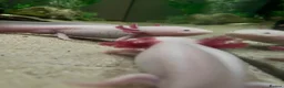 Axolotl reptiles for sale: 2 axolotls plus full tank setup in Dunbar - Advert 2