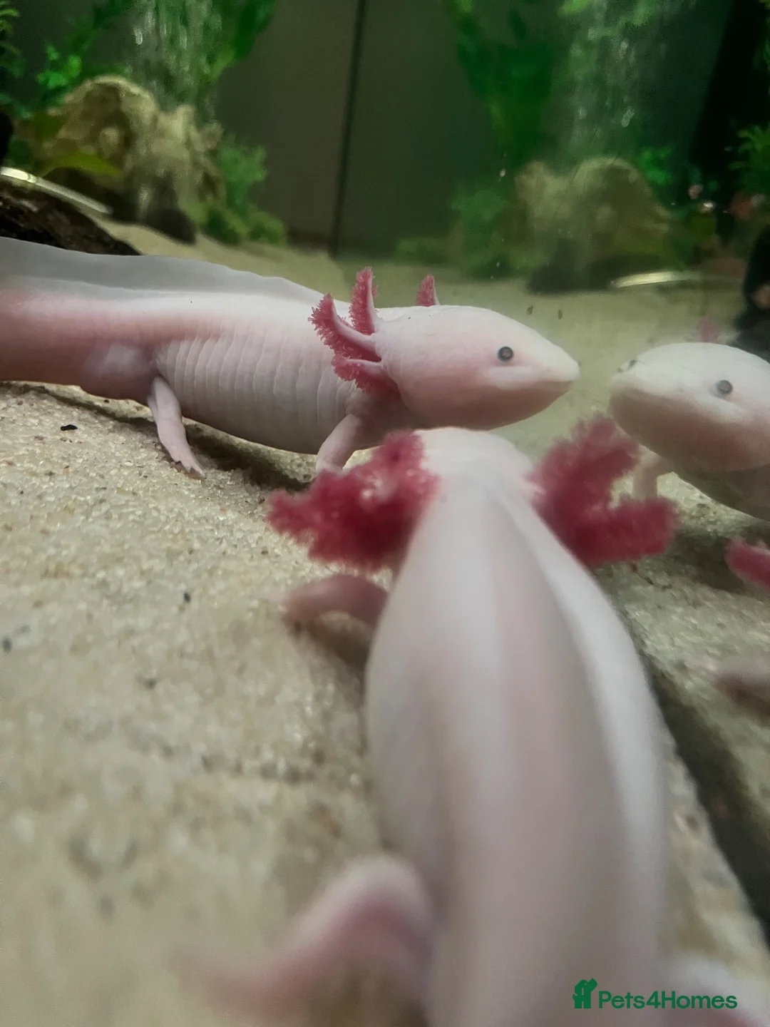 Axolotl reptiles for sale: 2 axolotls plus full tank setup in Dunbar - Advert 2