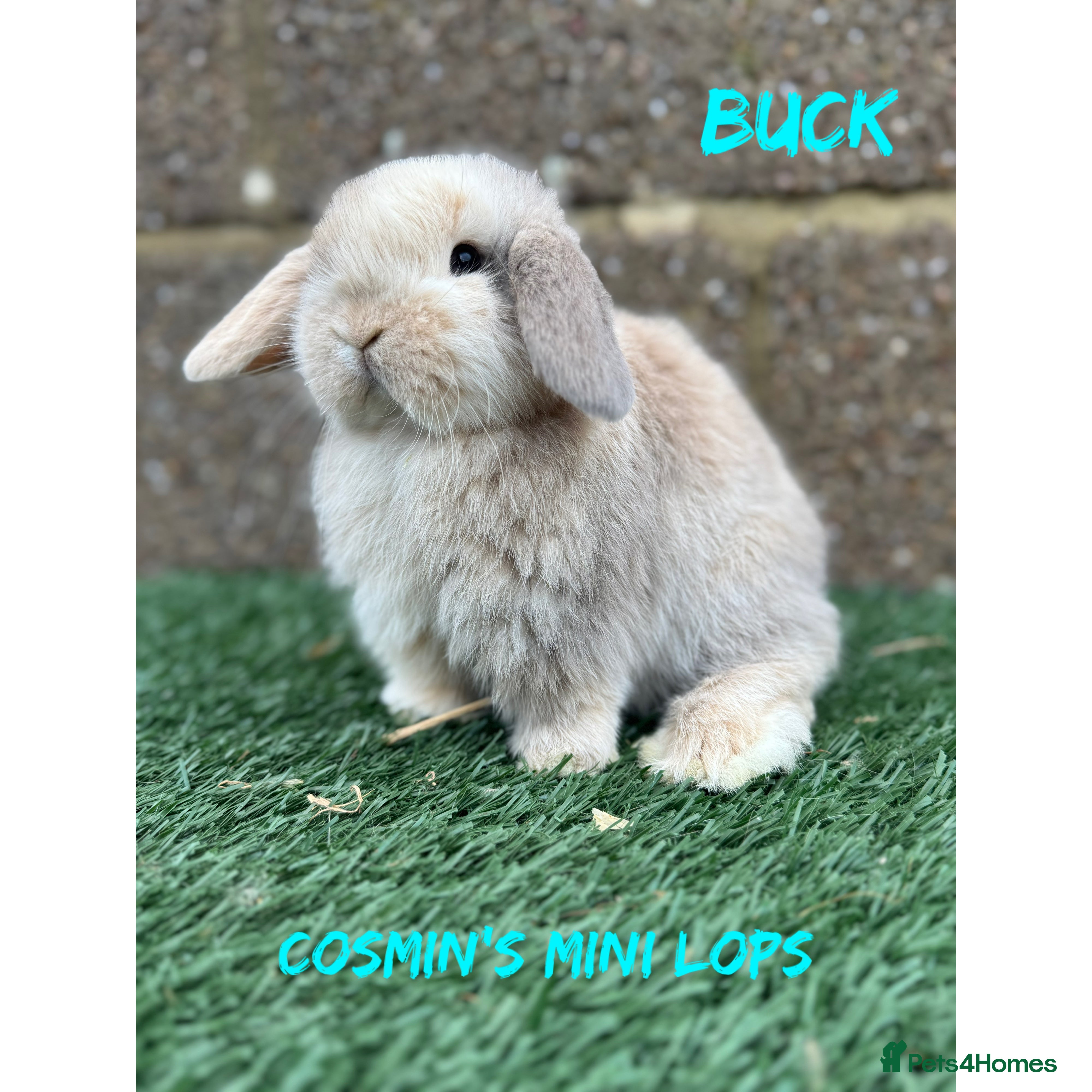 Mini Lop rabbits Pure breed mini lops  - Advert 1
