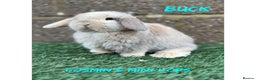 Mini Lop rabbits for sale: Pure breed mini lops  - Advert 1