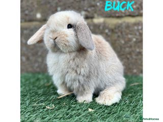 Mini Lop rabbits Pure breed mini lops - Advert 1