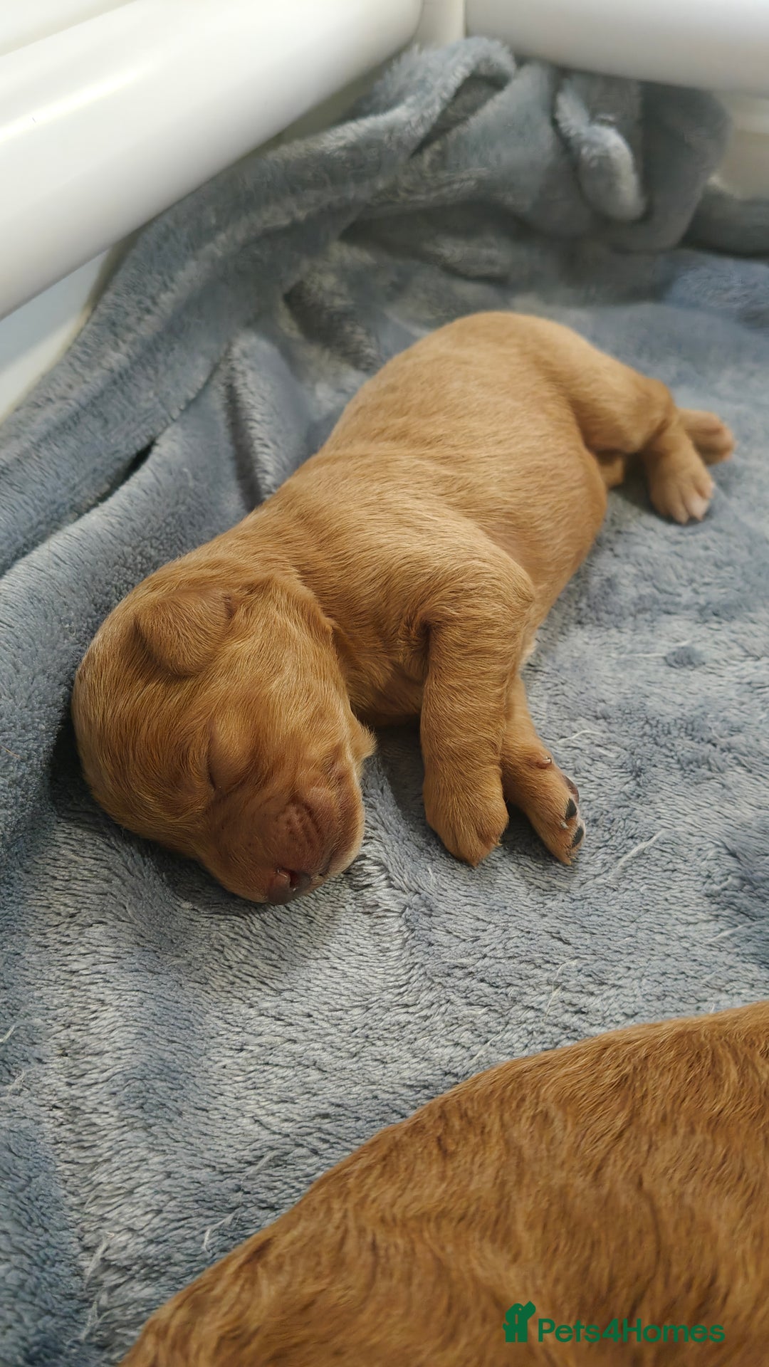 Mixed Breed dogs for sale: ✨2 Health Tested Australian Labradoodles ✨ - Image 14
