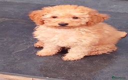 Miniature Poodle dogs for sale: ✨KC Top quality parents health tested pure breed ✨ - Image 11