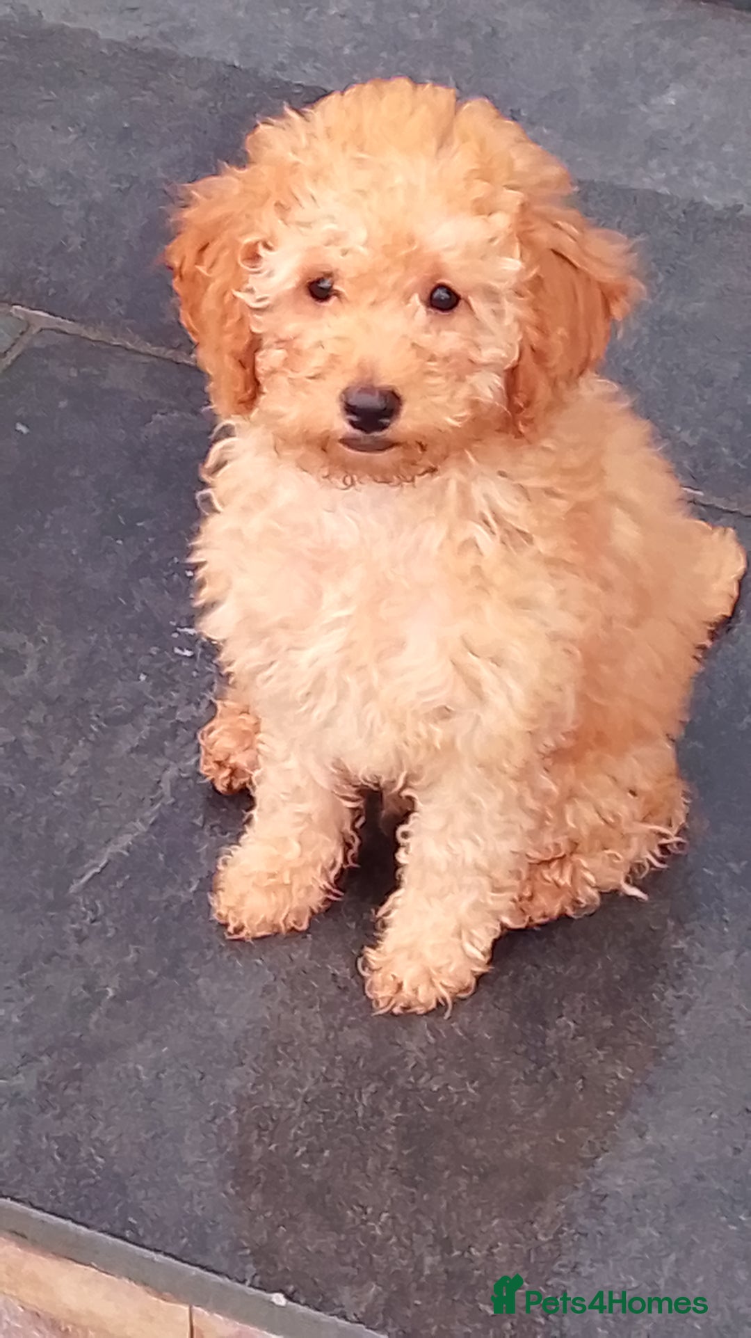 Miniature Poodle dogs for sale: ✨KC Top quality parents health tested pure breed ✨ - Image 11