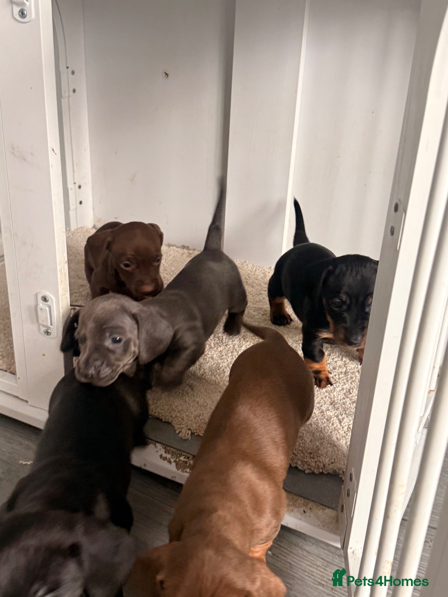 Miniature Dachshund dogs Miniature dachshunds  - Advert 2