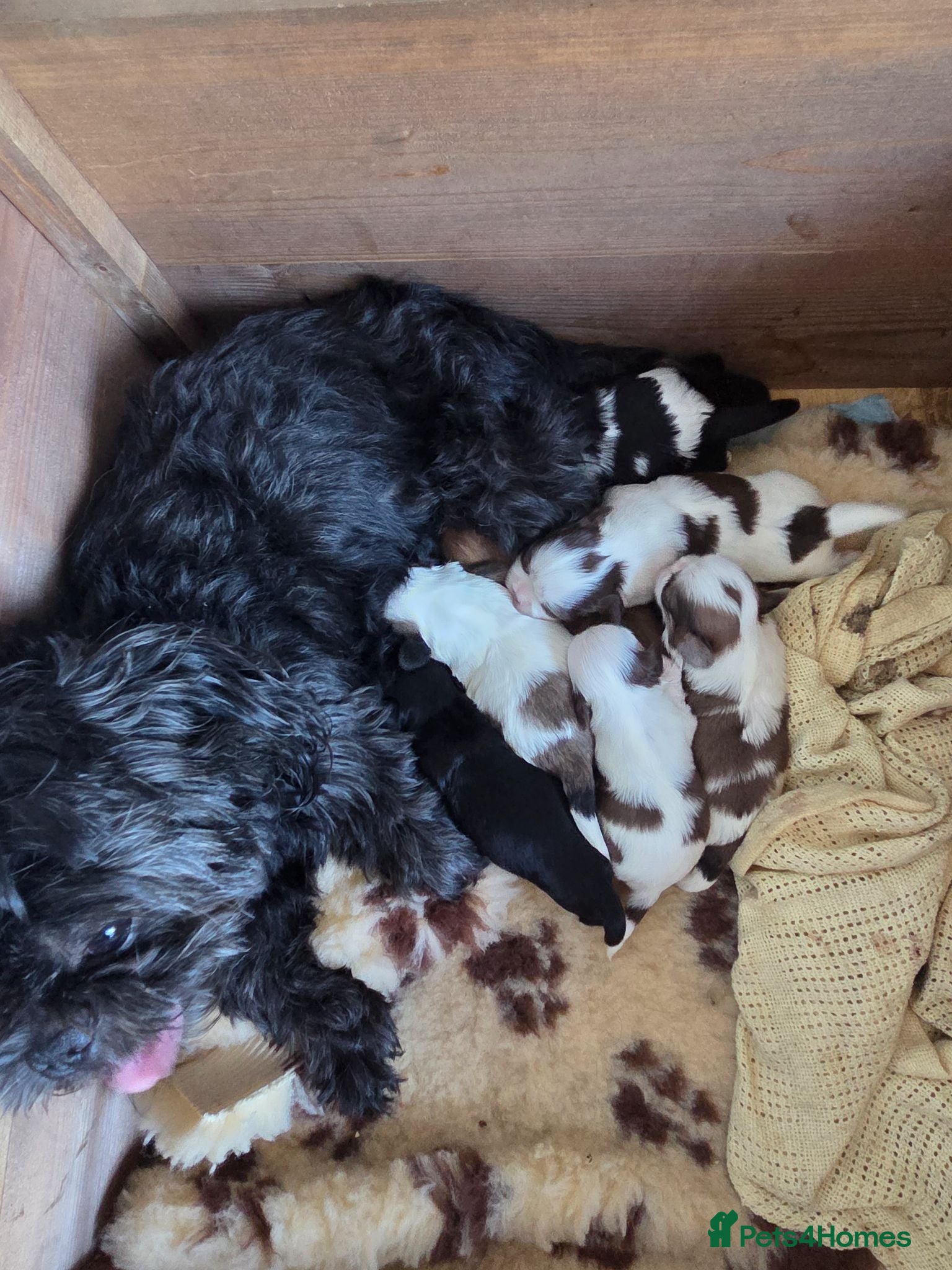 Shih Tzu dogs Imperial Shih Tzu Pups For Sale - Advert 1