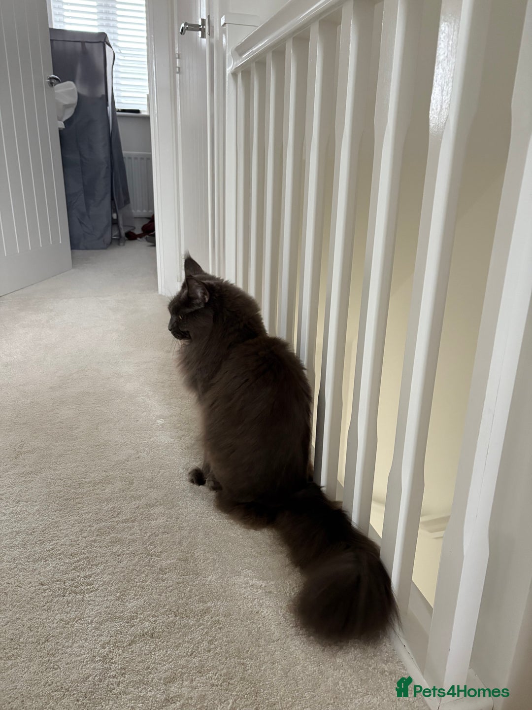 Maine Coon cats for sale: Maine Coon Girl - Image 7