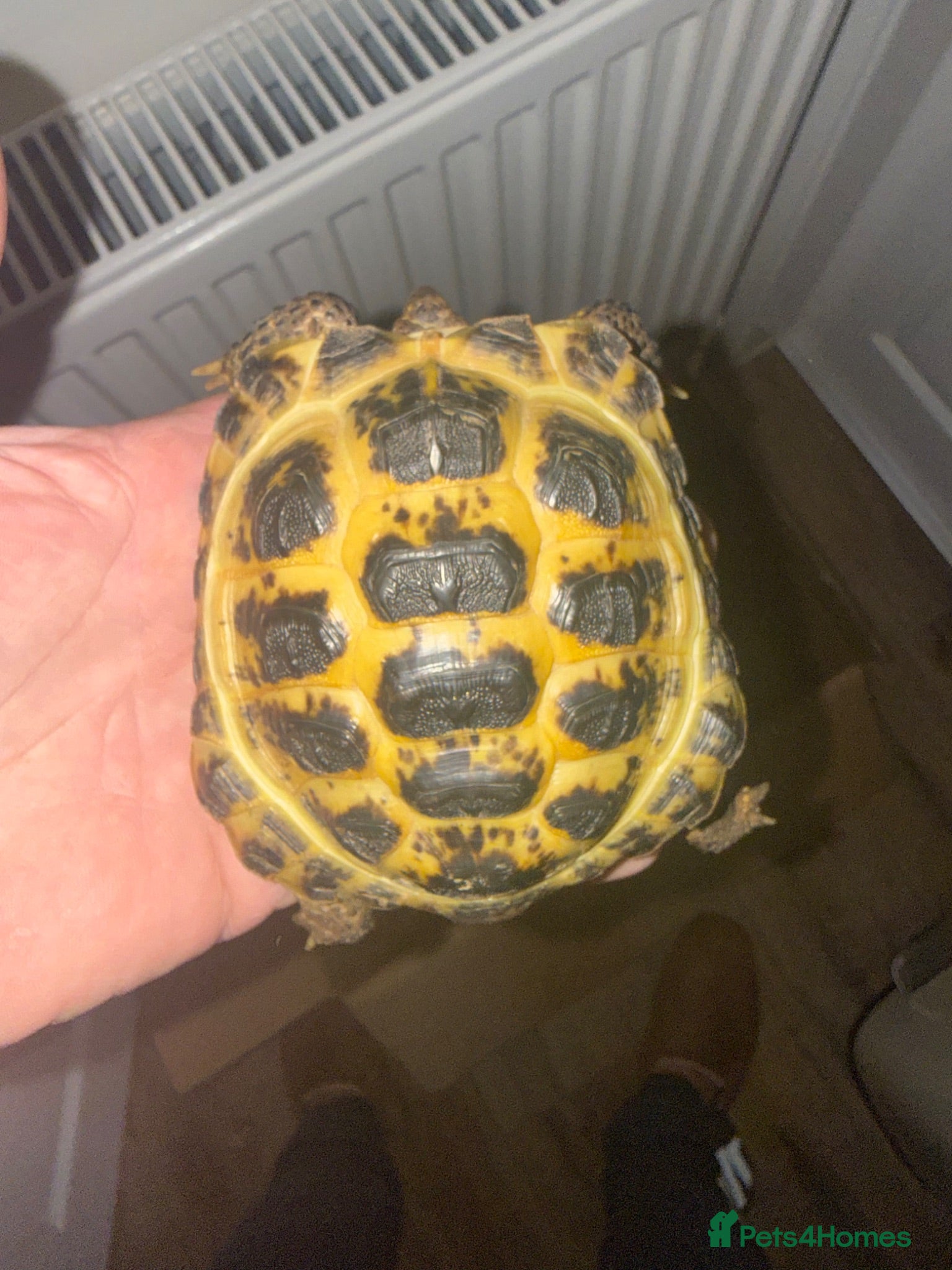 Tortoise reptiles 2 1/2 year Old Youngling Horsfield Tortoise - Advert 1