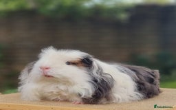 Guinea Pig rodents for sale: Single Merino Boar - Image 1