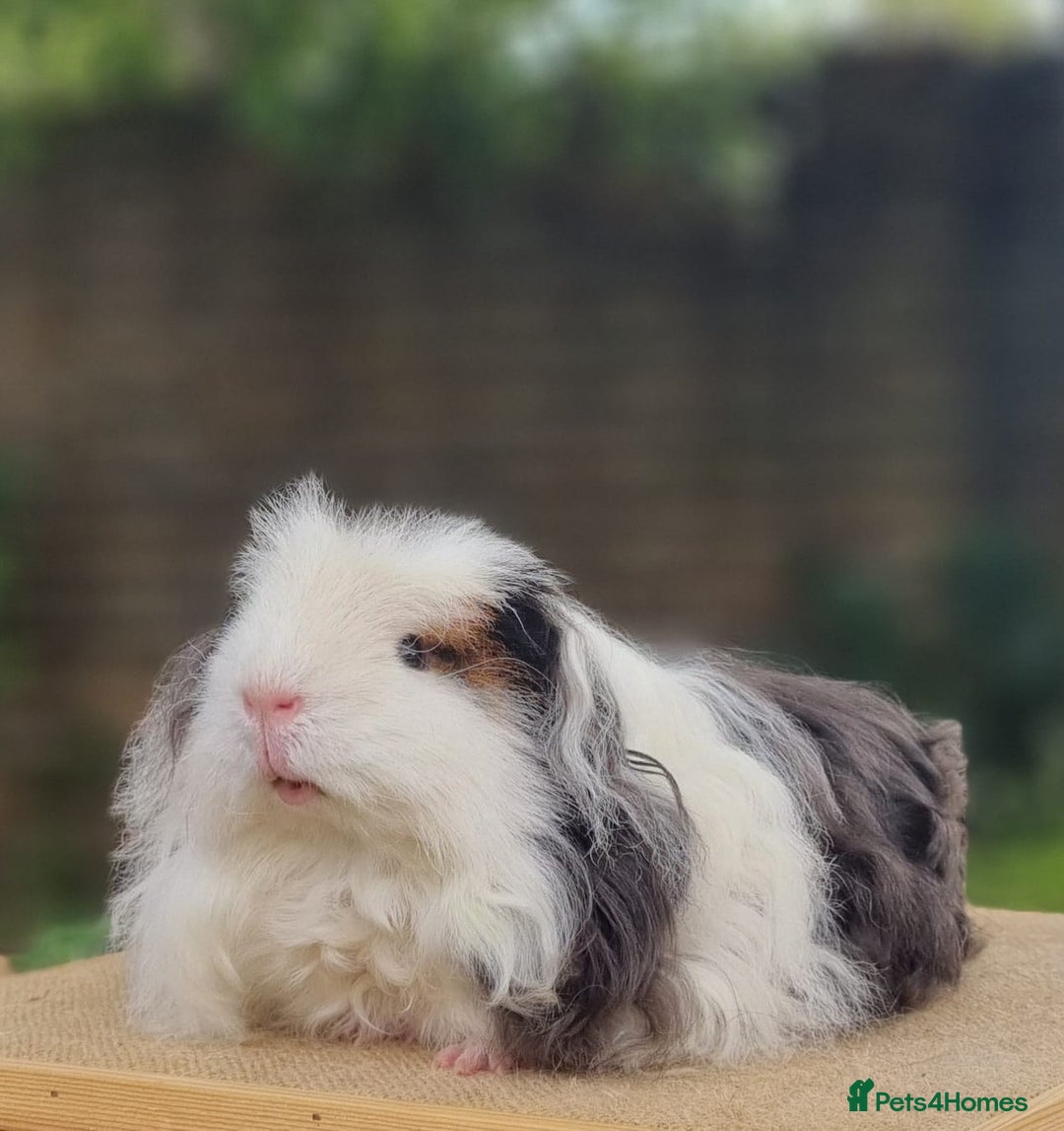Guinea Pig rodents for sale: Single Merino Boar - Image 1