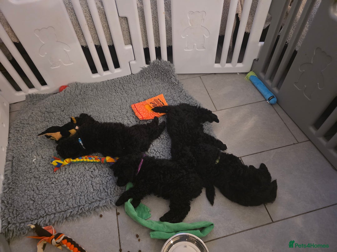 Miniature Poodle dogs for sale: Miniature Poodle Puppies – KC Registered - Advert 4