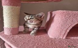 Mixed Breed cats for sale: 6 Beautiful Kittens British Shorthair Calico Cross - Image 25