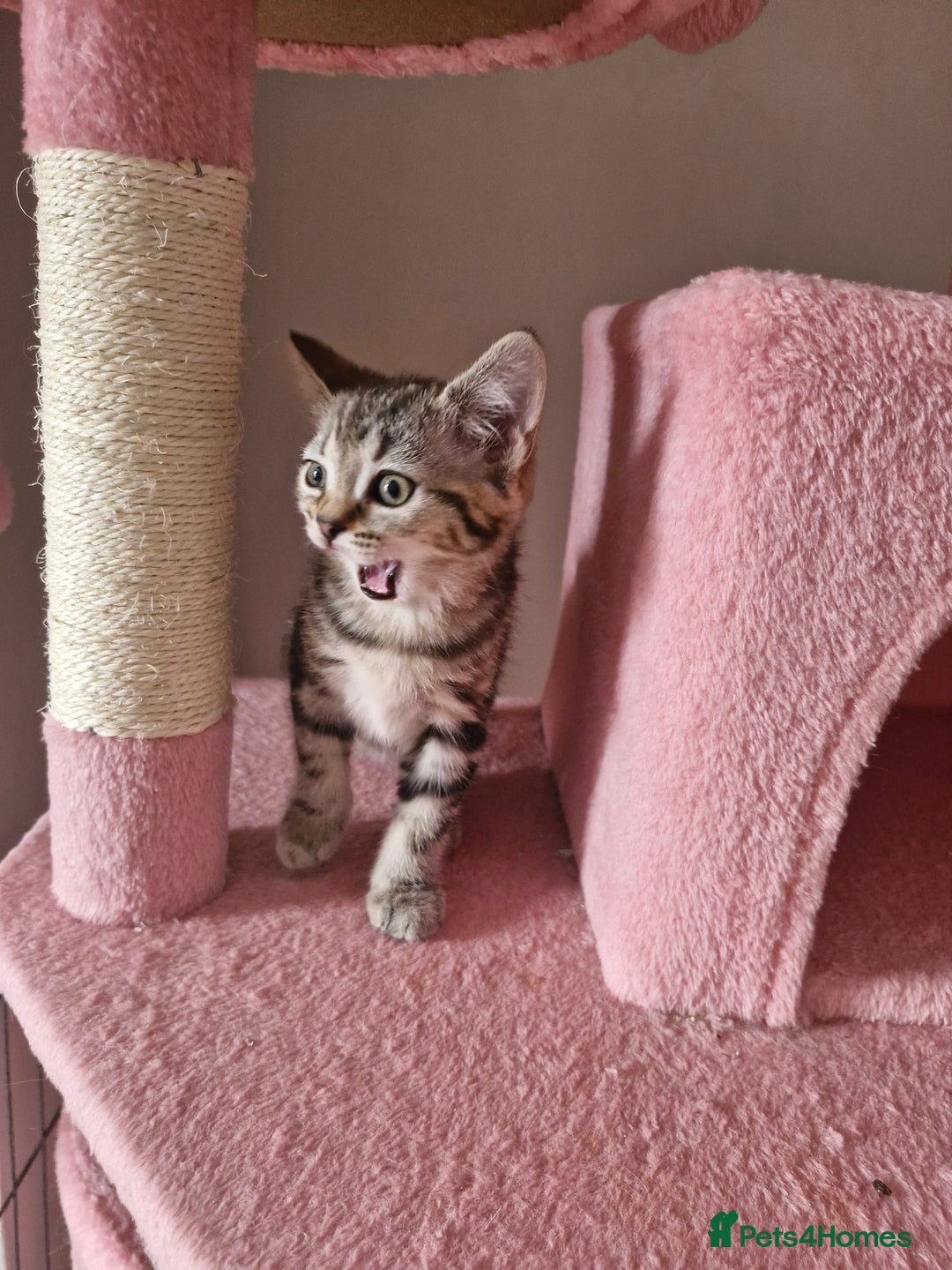 Mixed Breed cats for sale: 6 Beautiful Kittens British Shorthair Calico Cross - Image 25