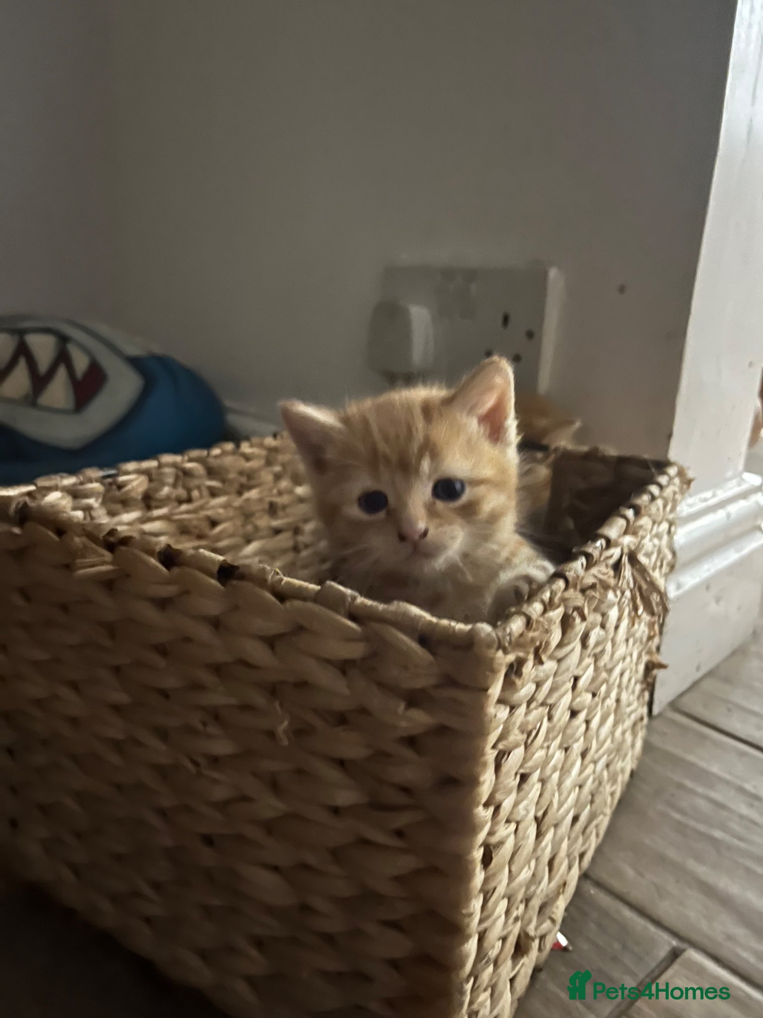 Mixed Breed cats Stunning kittens ready to find new loving homes  - Advert 16