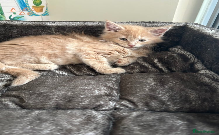 Maine Coon cats - Advert 8