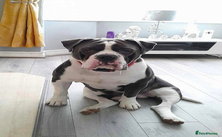 Olde English Bulldogge dogs - Advert 1