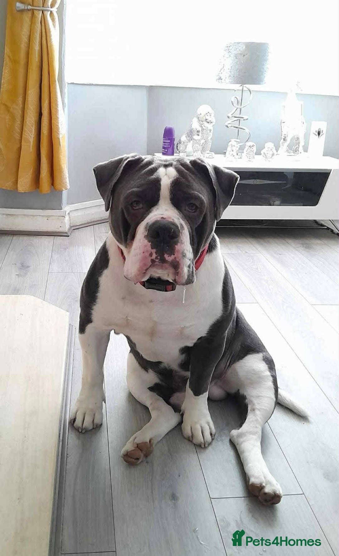 Olde English Bulldogge dogs for sale: Beautiful boy needs rehoming. - Image 1