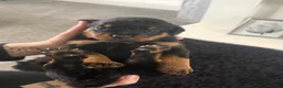 Rottweiler dogs for sale: Rottweiler pups - Advert 3