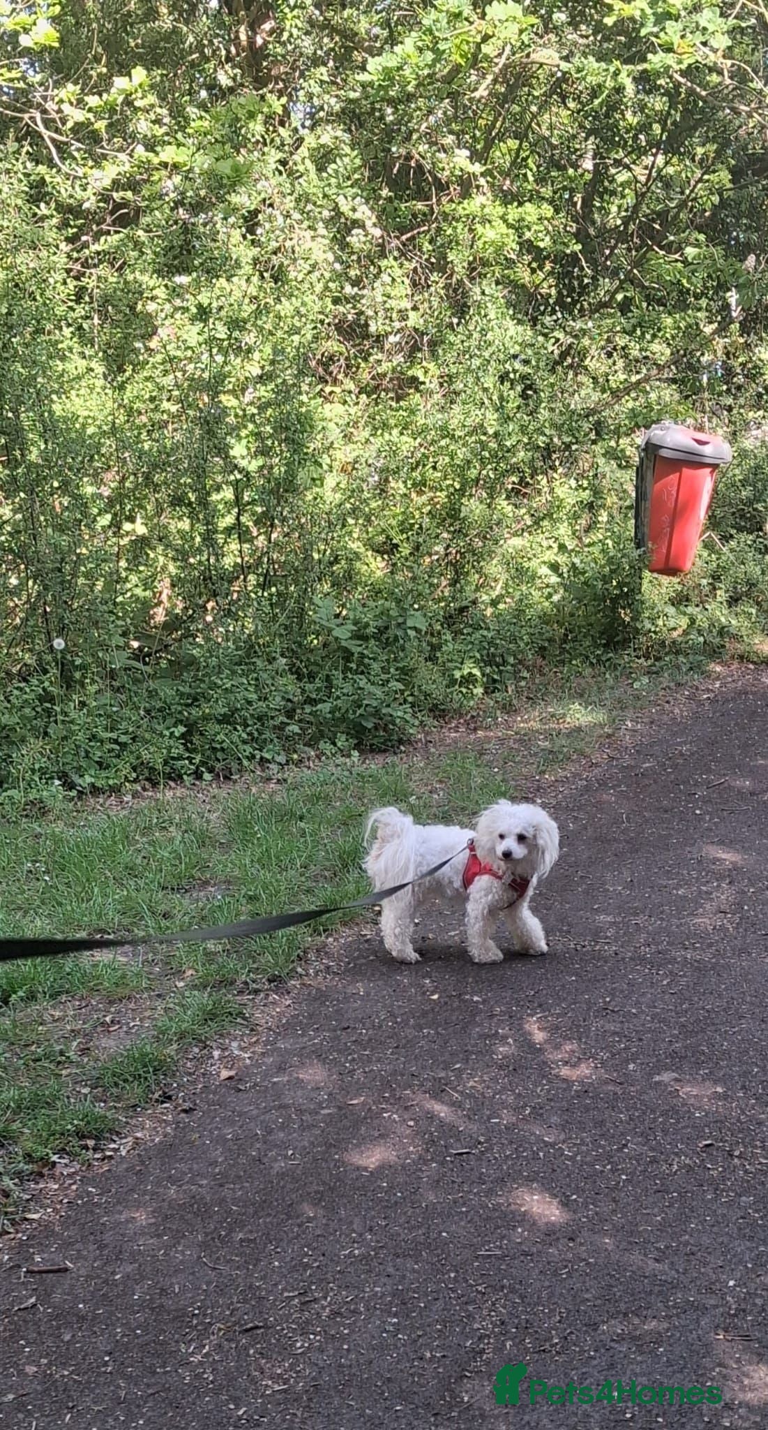 Bichon Frise dogs Bichon for sale - Advert 13