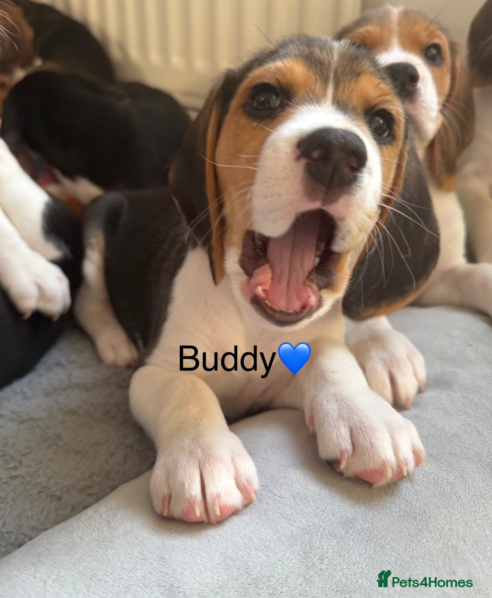 Beagle dogs Beagle puppies  - Advert 5