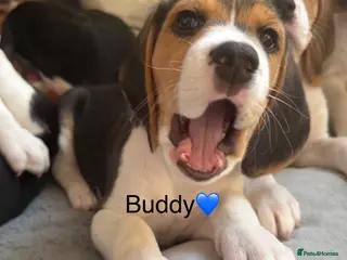 Beagle dogs Beagle puppies - Advert 5