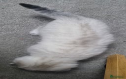 Scottish Fold cats for sale: Scottish Fold kittens x3 - Image 6