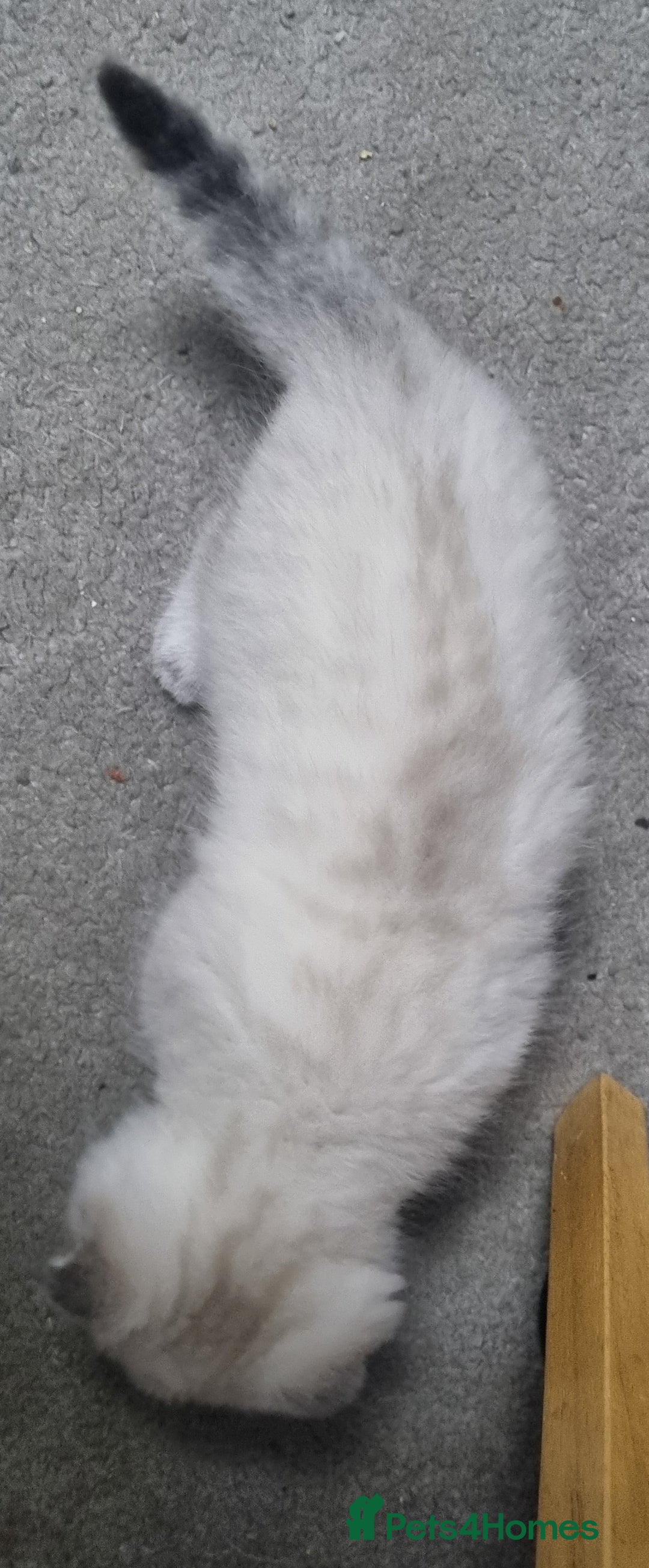 Scottish Fold cats for sale: Scottish Fold kittens x3 - Image 6